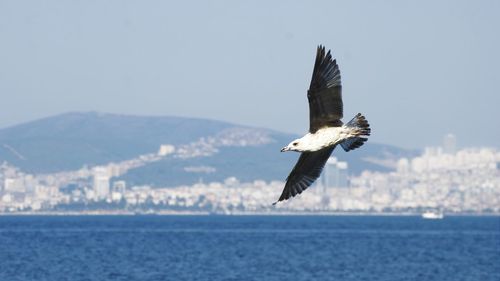 Seagulls flying over sea