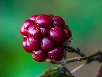 Close-up of cherries on plant