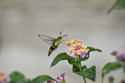 Hummingbird hawk-moth hovering over lantana camara