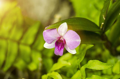 Close-up of purple flowering plant