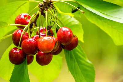 Close-up of cherries growing on tree