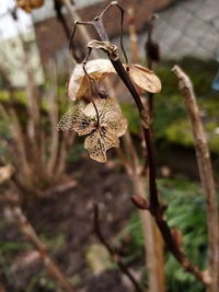 Close-up of wilted plant