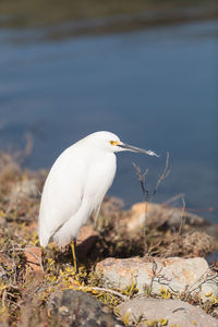 Close-up of snowy egret by lake 