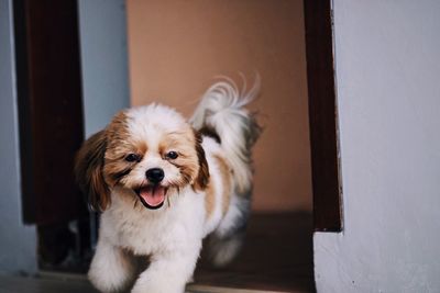 Close-up of shih tzu