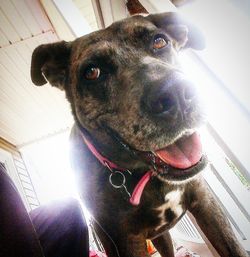 Close-up portrait of dog