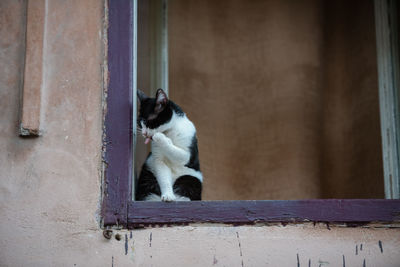 Cat looking through window