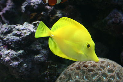 Yellow fish swimming underwater