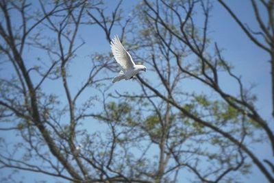 Low angle view of birds flying over white background