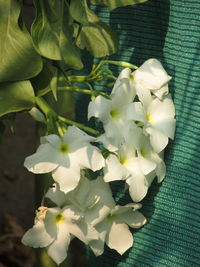 Close-up of white flowers