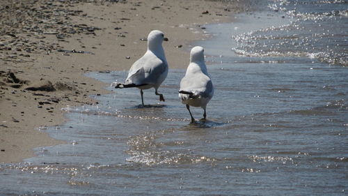 Seagulls on beach