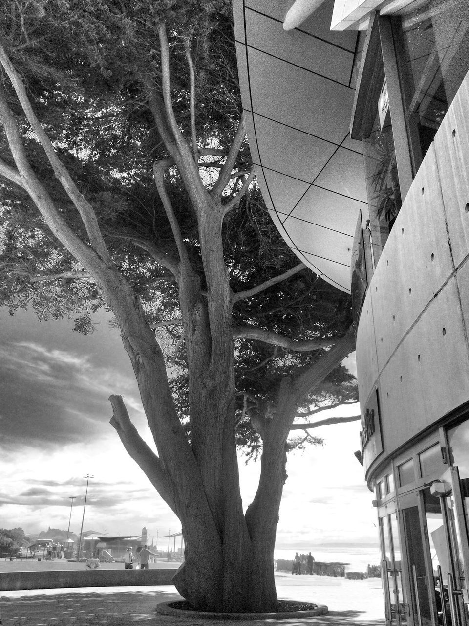 LOW ANGLE VIEW OF TREE AND BUILDINGS IN CITY