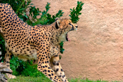 Side view of cheetah yawning at zoo