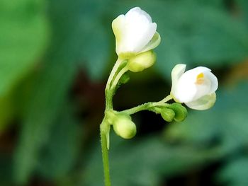Close-up of white rose flower buds