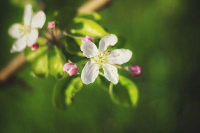 Close-up of white flowers