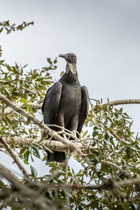 Low angle view of bird perching on branch against sky