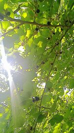 Tree growing in sunlight