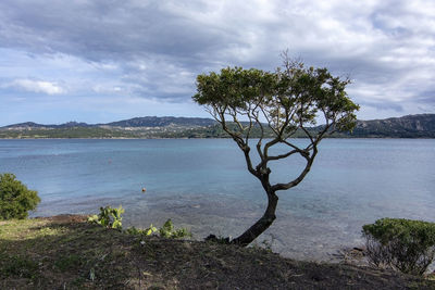 Tree by lake against sky