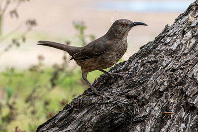 Close-up of bird perching on branch