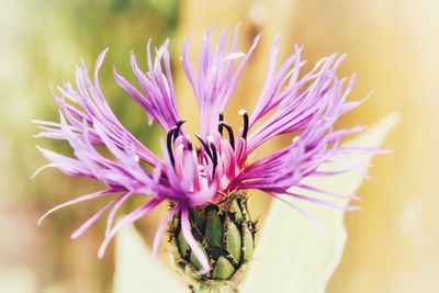 Close-up of purple flowering plant