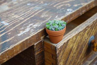 Potted plant on drawer