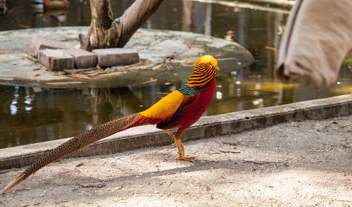 Bird perching on a branch