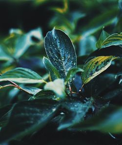 Close-up of green leaves