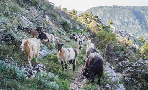 Goats grazing on mountain