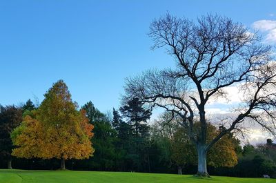 Trees against sky during autumn