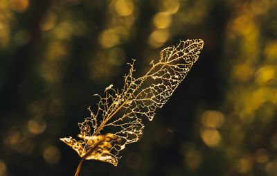 Close-up of spider web on plant during autumn