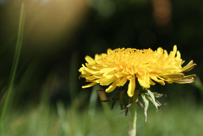 Close-up of yellow flowering plant