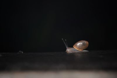 Close-up of snail on table