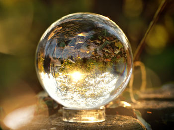 Reflection of trees on field in crystal ball