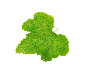 Close-up of green leaves against white background