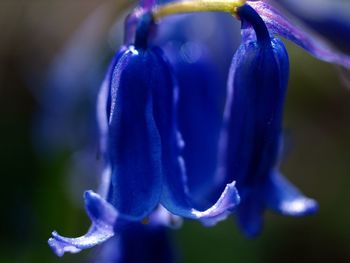 Close-up of purple flowering plant