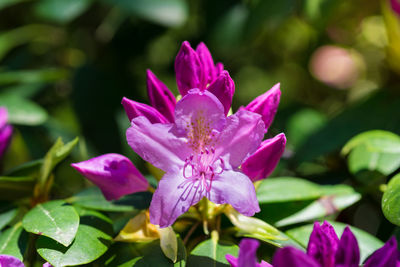 Close-up of purple flowers blooming outdoors