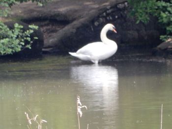 Bird flying over lake