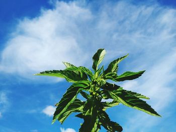 Low angle view of plant against sky