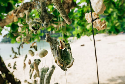 Close-up of crab on plant