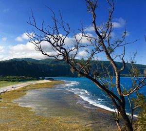 View of bare tree at seaside