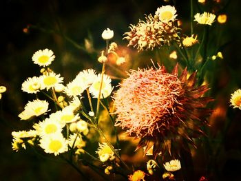 Close-up of yellow flowers