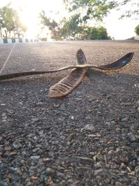 Close-up of fallen leaf on footpath