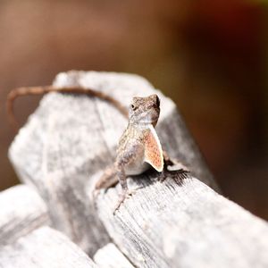 Close-up of lizard on wood