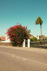 Palm trees against clear sky