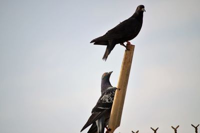 Low angle view of bird perching on wooden post