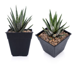 Close-up of potted cactus plant against white background