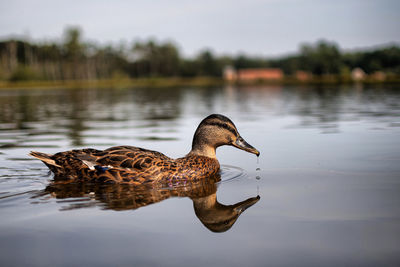 Duck swimming in lake