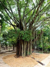 Trees growing in forest