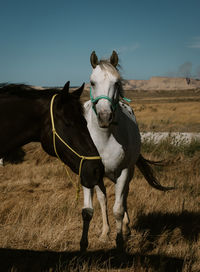 Full length of a horse on field