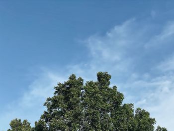 Low angle view of tree against sky