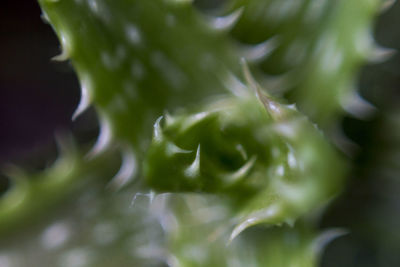 Close-up of plant